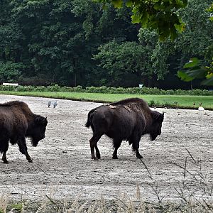Wood bison