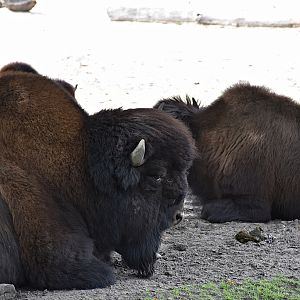 Wood bison