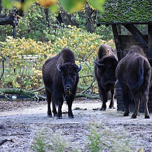 Wood bison