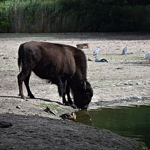 Wood bison