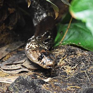 Indian cobra