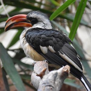 Von der Decken's hornbill