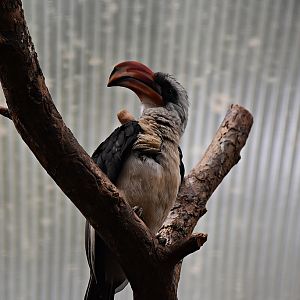 Von der Decken's hornbill