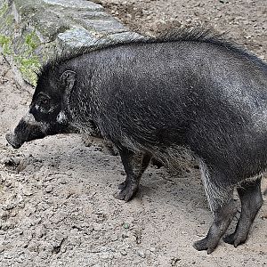 Visayan warty pig