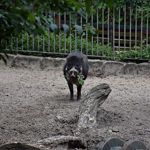 Visayan warty pig