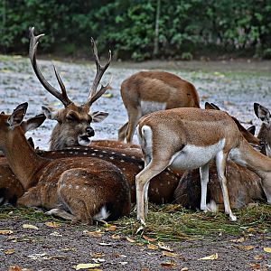 Japanese deer & Blackbuck