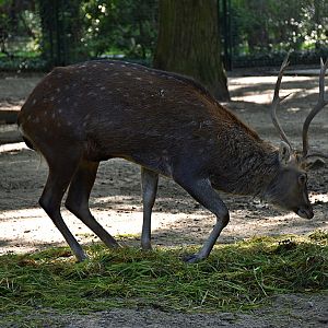 Japanese deer