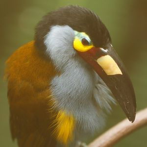 Plate-billed mountain toucan
