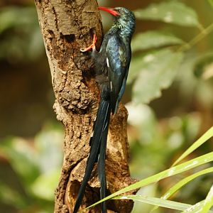 Green wood hoopoe