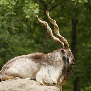 Male Markhor