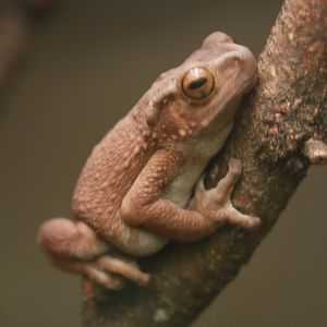 Yellow Spotted Climbing Toad