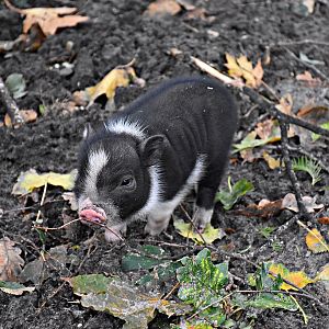 Vietnamese Pot-bellied