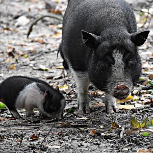 Vietnamese Pot-bellied