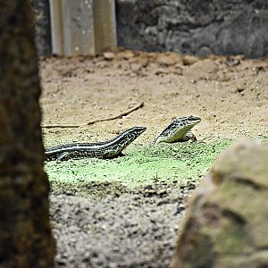 Four-lined Girdled Lizard