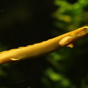 Senegal Bichir
