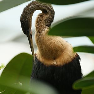 American anhinga