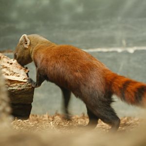 Ring-tailed vontsira
