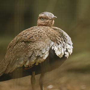 Buff-crested bustard