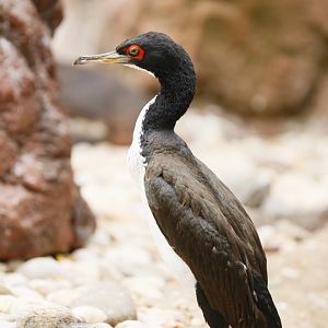 Guanay cormorant