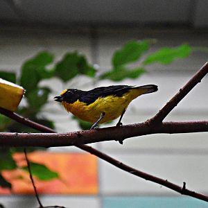 Euphonia violacea