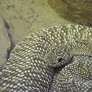 uracon rattlesnake