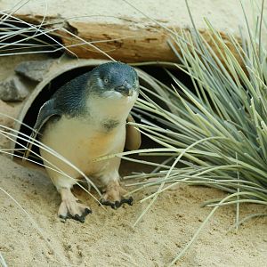 Little blue penguin