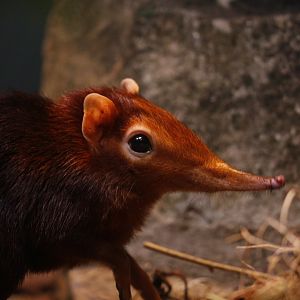 Black and rufous elephant shrew