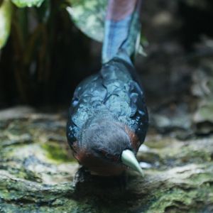 Chestnut-Breasted Malkoha