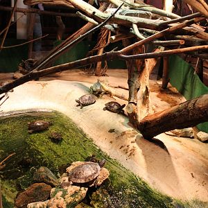 Turtle-iguana enclosure