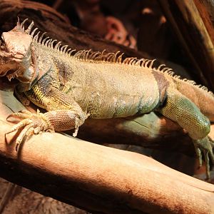 Green iguana