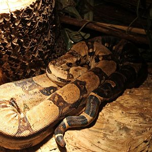 Boa constrictor