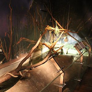 Rat snake - Boa enclosure