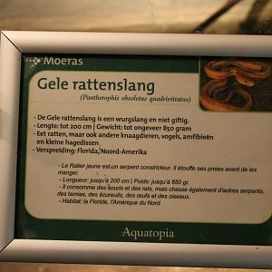 Sign Yellow rat snake