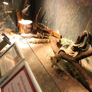 Enclosure Rat snake - Boa