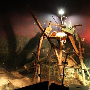 Green iguana-enclosure