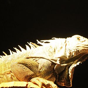 Green iguana