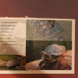 Turtle-sign