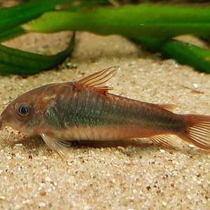 Corydoras aeneus