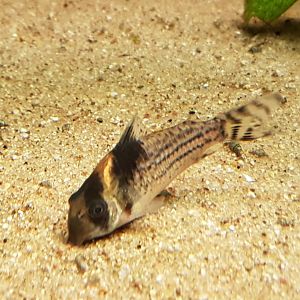 Corydoras adolfoi