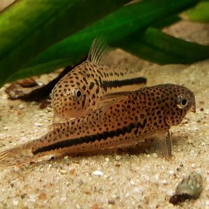 Corydoras coppenamensis