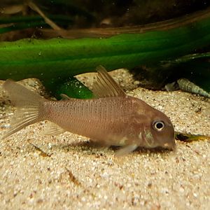 Corydoras ID