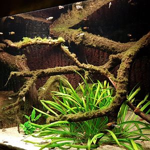 South-american freshwater aquarium