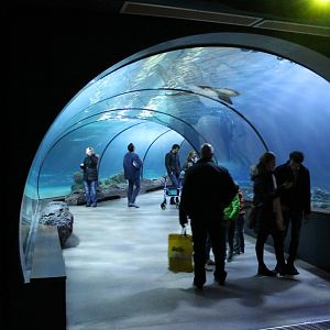 Tunnel through the Atlantic