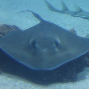 Southern stingray