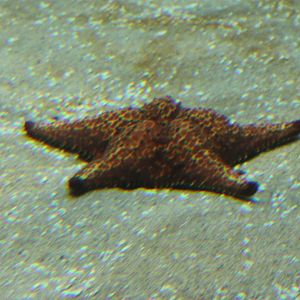 CaraibeansStarfish - Oreaster reticulatus