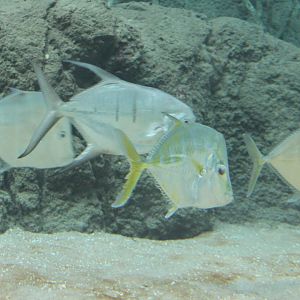 Lookdowns and Palometa