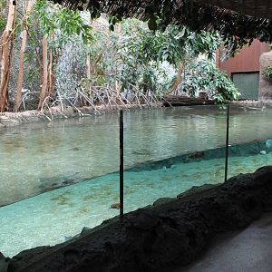 Mangrove-aquarium