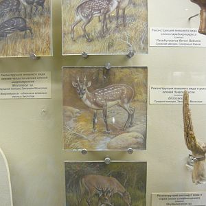 Paradicrocerus, Dicrocerus and Stephanocemas reconstructions