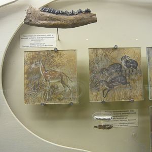 Palaeomeryx sp. and Micromeryx sp. jaw fragments and reconstructions