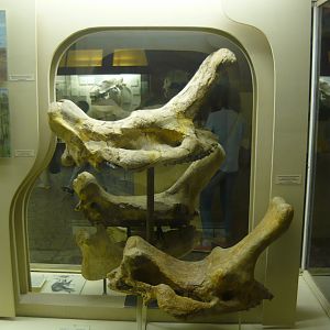Protembolotherium efremovi skulls